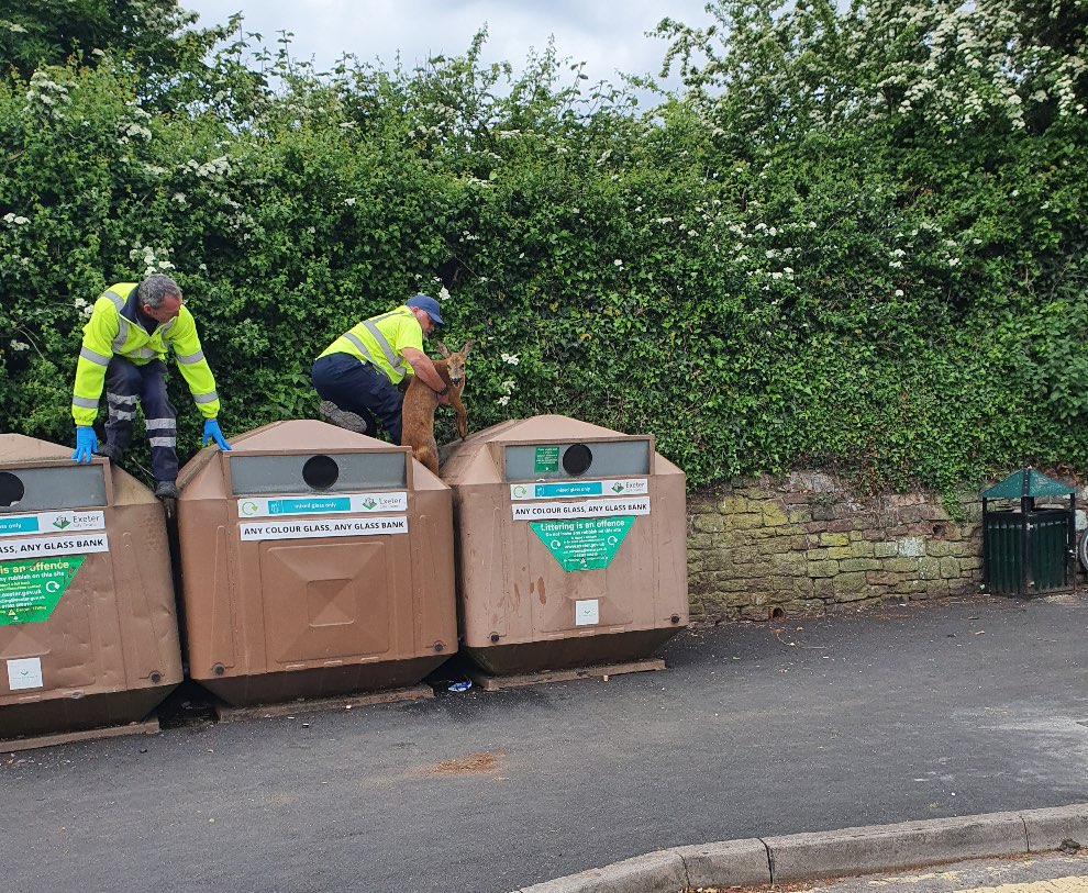 Refuse workers honoured for rescuing deer The Exeter Daily